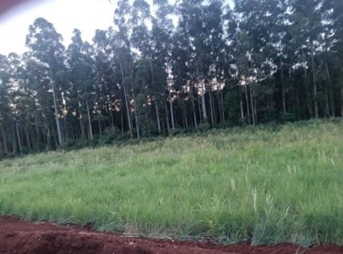 Área Rural 48.400 m² (2 Alqueires) - Linha Ajuricaba