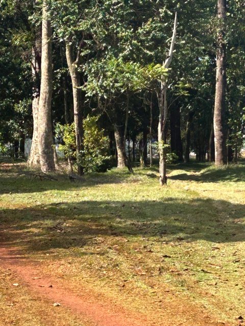 Área Rural 27.000 m² (1,116 Alqueires) - Linha Peróba