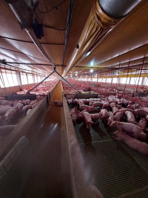 Área Rural/Granja Suínos Crechário 20.700 m² - Quatro Pontes
