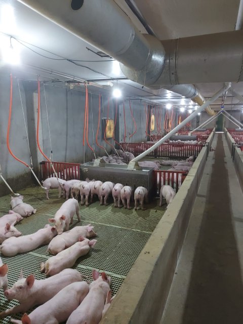Área Rural/Granja Suínos Crechário 20.700 m² - Quatro Pontes