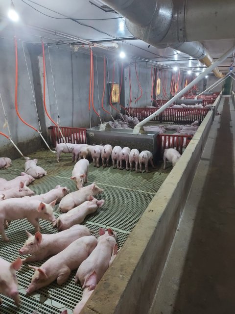 Área Rural/Granja Suínos Crechário 20.700 m² - Quatro Pontes