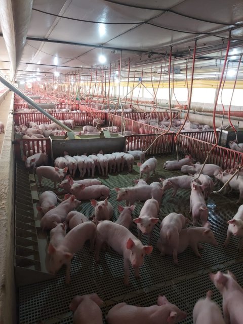Área Rural/Granja Suínos Crechário 20.700 m² - Quatro Pontes