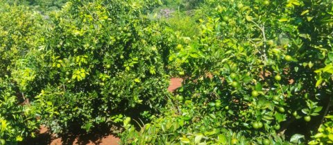 Área de Terra Linha Agua Verde Quatro Pontes