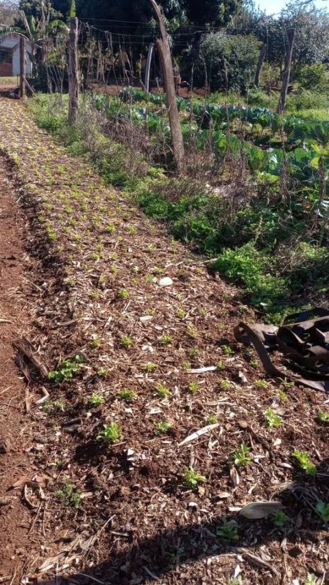 Chacara à Venda na Linha Arara