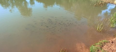 Chácara à Venda no Distrito de Novo Sarandi